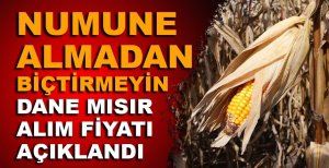 BOLU DANE MISIR ALIM FİYATI AÇIKLANDI