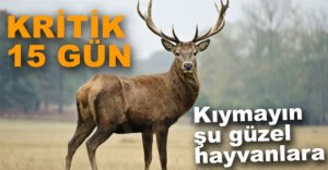 BOLU’DA GEYİKLERİN KADERİ 15 GÜN SONRA BELLİ OLACAK