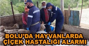 BOLU’DA HAYVANLARDA ÇİÇEK HASTALIĞI ALARMI