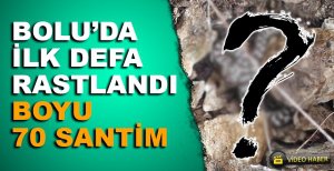BOLU’DA İLK DEFA RASTLANDI