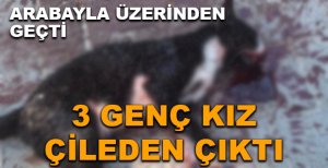 BOLU'DA KEDİYİ EZDİ HİÇBİR ŞEY OLMAMIŞ GİBİ GİTTİ
