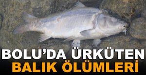 BOLU’DA ÜRKÜTEN BALIK ÖLÜMLERİ