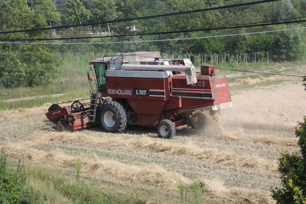 10 BİN YILLIK IZA BUĞDAYINDA HASAT VAKTİ