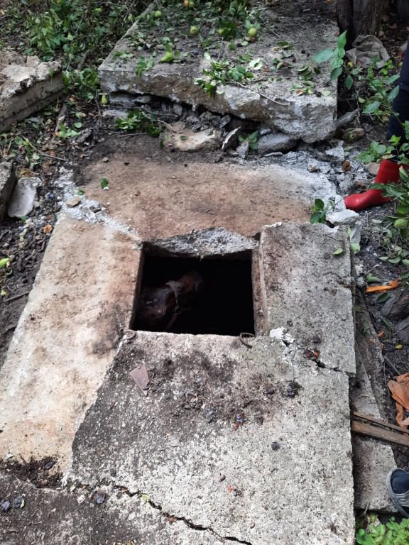 AT SU KUYUSUNA DÜŞTÜ