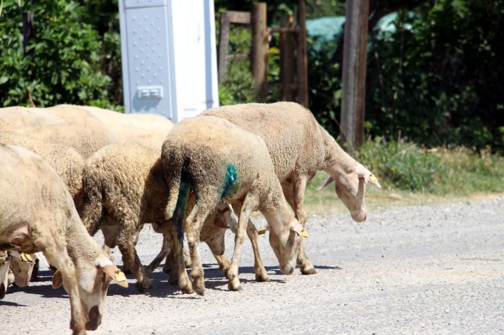 BAŞIBOŞ  KÖPEKLER  KOYUNLARI TELEF ETTİ
