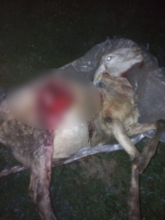 BAŞIBOŞ  KÖPEKLER  KOYUNLARI TELEF ETTİ