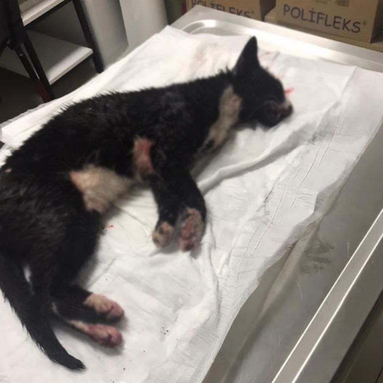 BOLU'DA KEDİYİ EZDİ HİÇBİR ŞEY OLMAMIŞ GİBİ GİTTİ