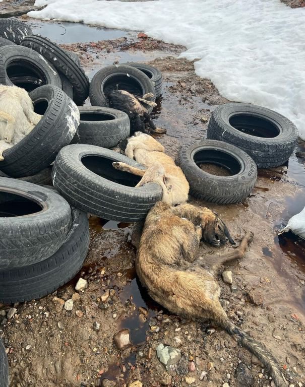 GEREDE'DE KORKUNÇ GÖRÜNTÜLER