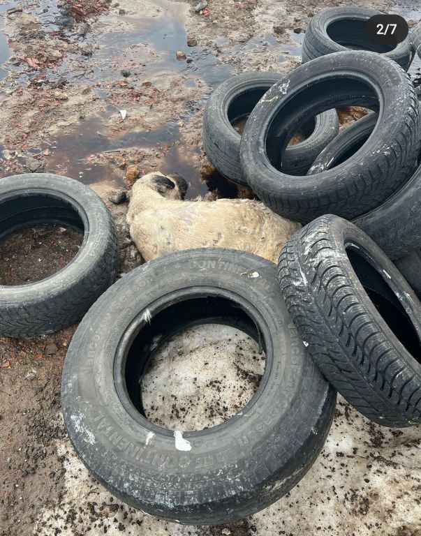 GEREDE'DE KORKUNÇ GÖRÜNTÜLER