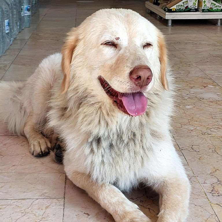 HAYATINI KURTARAN KÖPEK 'CAN DOSTU' OLDU