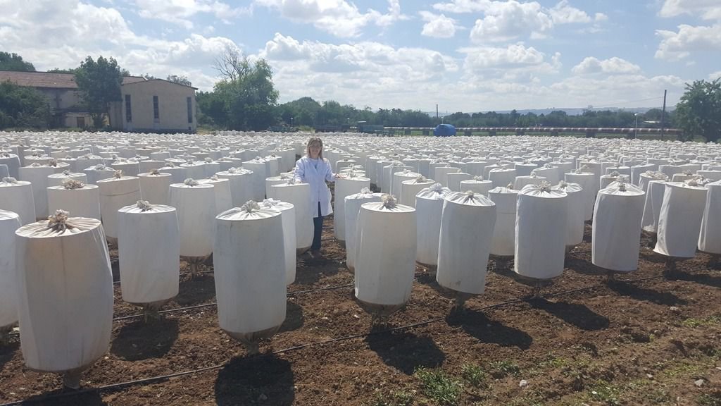 İLK YERLİ VE MİLLİ ŞEKER PANCARI BOLU’DA ÜRETİLDİ