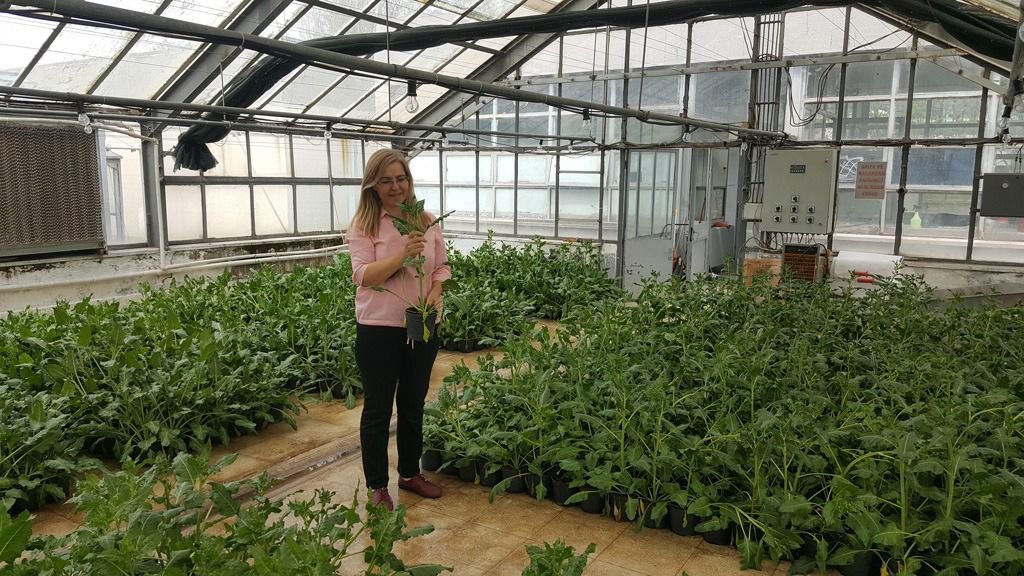 İLK YERLİ VE MİLLİ ŞEKER PANCARI BOLU’DA ÜRETİLDİ