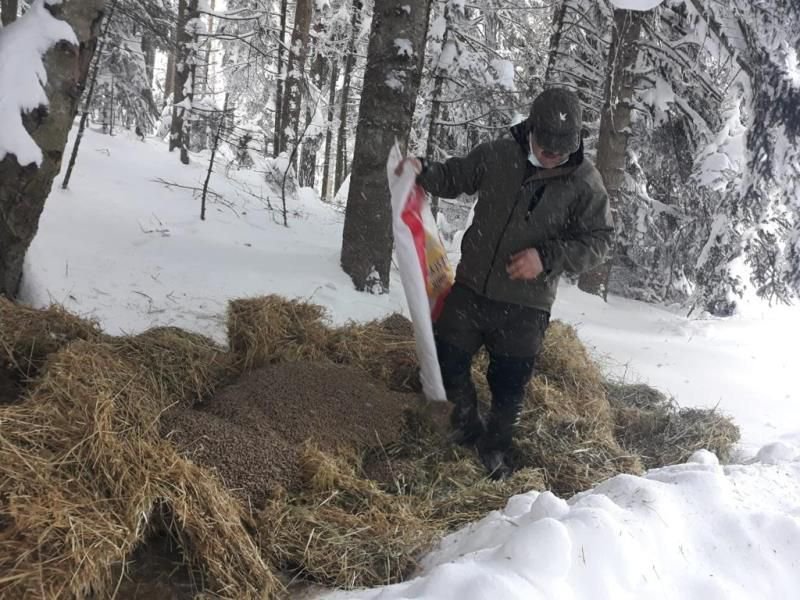 KARLA KAPLU ORMANLARA YEM BIRAKILDI