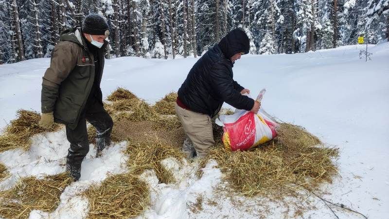 KARLA KAPLU ORMANLARA YEM BIRAKILDI