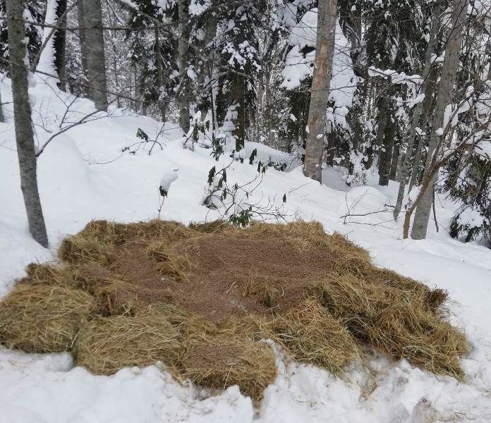 KARLA KAPLU ORMANLARA YEM BIRAKILDI