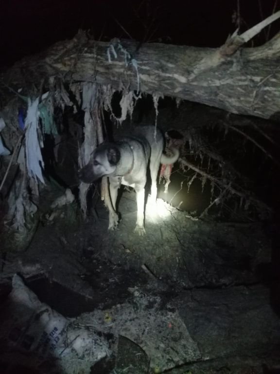 KÖPEĞİN İMDADINA İTFAİYE YETİŞTİ