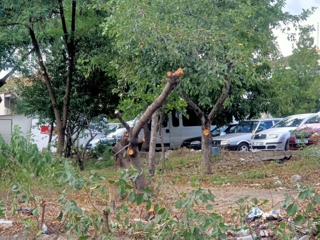 SANAYİ SİTESİNDEKİ AĞAÇLARIN BUDANMA NEDENİ ORTAYA ÇIKTI