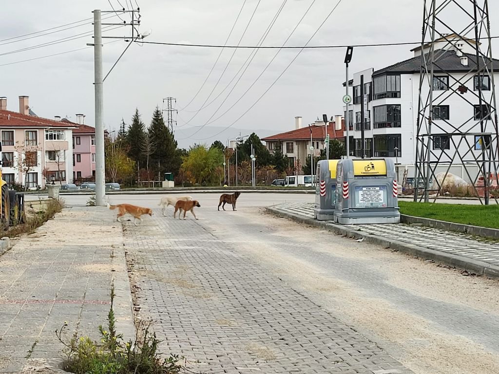 SOKAK KÖPEKLERİ TEHLİKE SAÇIYOR