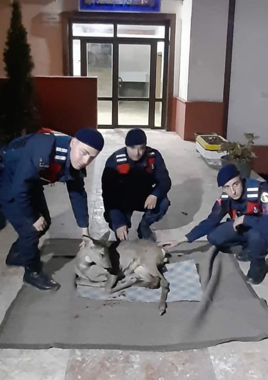 YARALI CEYLANIN HAYATINI KURTARDI