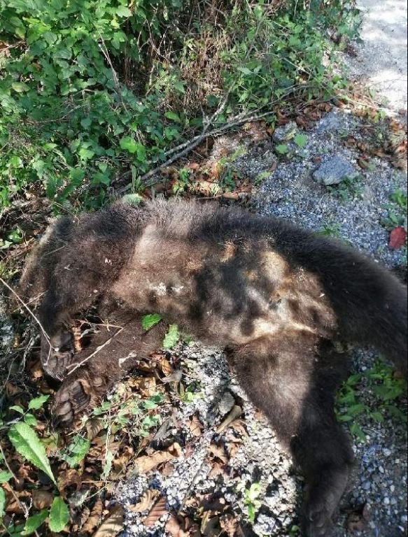 YAVRU AYIYA ARAÇ ÇARPTI