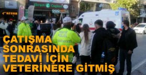 ÇATIŞMADA YARALANIP TEDAVİ İÇİN VETERİNERE GİTMİŞ