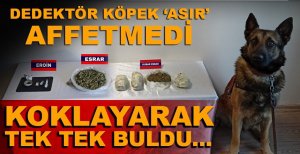DEDEKTÖR KÖPEK "ASIR" AFFETMEDİ