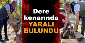DERE KENARINDA YARALI HALDE BULUNDU