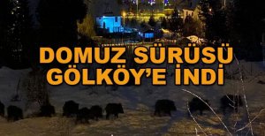 DOMUZ SÜRÜSÜ GÖLKÖY’E İNDİ