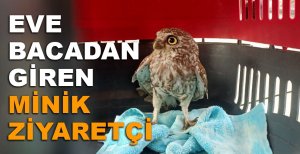 EVE BACADAN GİREN MİNİK ZİYARETÇİ