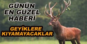 GEYİKLERE KIYAMAYACAKLAR