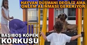 HAYVAN DÜŞMANI DEĞİLİZ AMA BOLU’DAKİ BAZI PARKLARDA BAŞIBOŞ KÖPEKLER ÇOCUKLARIMIZI TEHLİKEYE SOKUYOR