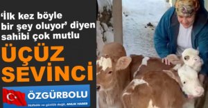 İNEK ÜÇÜZ DOĞURDU....