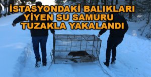 İSTASYONDAKİ BALIKLARI YİYEN SU SAMURU TUZAKLA YAKALANDI