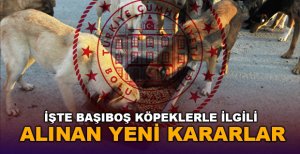 İŞTE BAŞIBOŞ KÖPEKLERLE İLGİLİ ALINAN YENİ KARARLAR