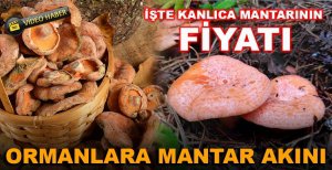 İŞTE KANLICA MANTARININ FİYATI