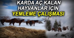KARDA AÇ KALAN HAYVANLAR İÇİN YEMLEME ÇALIŞMASI
