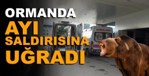 KESTANE TOPLAMAYA ORMANA GİTTİ, AYININ SALDIRISINA UĞRADI