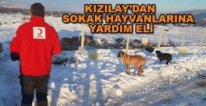 KIZILAY’DAN SOKAK HAYVANLARINA YARDIM ELİ