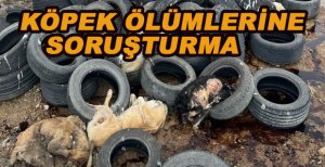 KÖPEK ÖLÜMLERİNE SORUŞTURMA