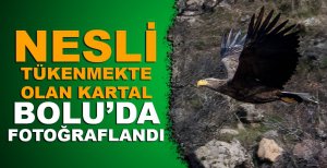 NESLİ TÜKENMEKTE OLAN KARTAL BOLU’DA FOTOĞRAFLANDI