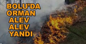 ORMAN ALEV ALEV YANDI