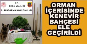 ORMAN İÇERİSİNDE KENEVİR BAHÇESİ BULUNDU