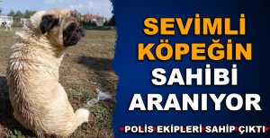 POLİS EKİPLERİNİN SAHİP ÇIKTIĞI SEVİMLİ KÖPEĞİN SAHİBİ ARANIYOR