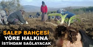 SALEP BAHÇESİ YÖRE HALKINA İSTİHDAM SAĞLAYACAK