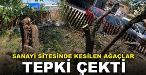 SANAYİ SİTESİNDE KESİLEN AĞAÇLAR TEPKİ ÇEKTİ