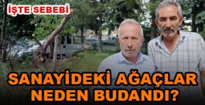 SANAYİ SİTESİNDEKİ AĞAÇLARIN BUDANMA NEDENİ ORTAYA ÇIKTI