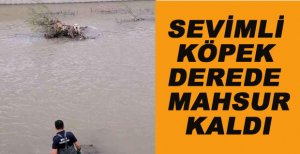 SEVİMLİ KÖPEK DEREDE MAHSUR KALDI