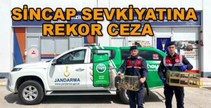 SİNCAP SEVKİYATINA REKOR CEZA