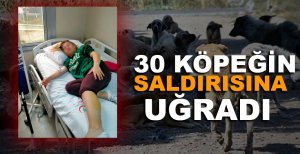 SOKAK KÖPEKLERİ GENÇ KADINI PARÇALAYACAKTI