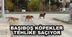 SOKAK KÖPEKLERİ TEHLİKE SAÇIYOR